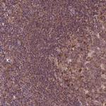 MDP1 Antibody in Immunohistochemistry (IHC)