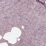 Kir3.3 (KCNJ9) Antibody in Immunohistochemistry (IHC)