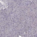 Cyclin F Antibody in Immunohistochemistry (IHC)