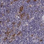 Cyclin F Antibody in Immunohistochemistry (IHC)