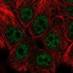 SNAI3 Antibody in Immunocytochemistry (ICC/IF)