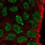 KLF8 Antibody in Immunocytochemistry (ICC/IF)