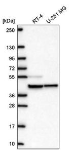 MRPS27 Antibody in Western Blot (WB)