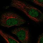 NXT2 Antibody in Immunocytochemistry (ICC/IF)