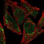 NDUFA9 Antibody in Immunocytochemistry (ICC/IF)