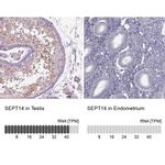 Septin-14 Antibody