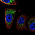 CISD1 Antibody in Immunocytochemistry (ICC/IF)