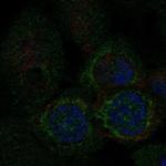 MTFP1 Antibody in Immunocytochemistry (ICC/IF)