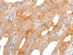 BBOX1 Antibody in Immunohistochemistry (Paraffin) (IHC (P))