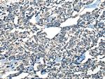 CDADC1 Antibody in Immunohistochemistry (Paraffin) (IHC (P))