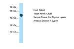 CNOT3 Antibody in Western Blot (WB)