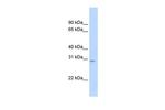 TFAM Antibody in Western Blot (WB)