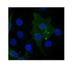 FZD10 Antibody in Immunocytochemistry (ICC/IF)