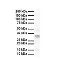 PARD6B Antibody in Western Blot (WB)