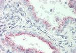 PLA2G2E Antibody in Immunohistochemistry (Paraffin) (IHC (P))