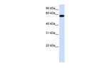 Hs6st3 Antibody in Western Blot (WB)