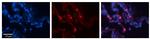 HLA-F Antibody in Immunohistochemistry (Paraffin) (IHC (P))