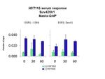 SUV420H1 Antibody in ChIP Assay (CHIP)