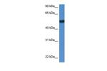 BIN1 Antibody in Western Blot (WB)