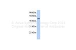 MEIOB Antibody in Western Blot (WB)