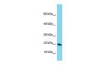 DEFB129 Antibody in Western Blot (WB)