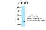 Calmodulin 3 Antibody in Western Blot (WB)