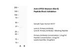 LYPD3 Antibody in Western Blot (WB)