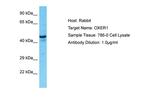 OXER1 Antibody in Western Blot (WB)