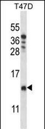 COA4 Antibody in Western Blot (WB)