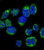 Calmodulin 1 Antibody in Immunocytochemistry (ICC/IF)