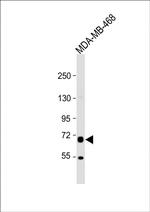 PRODH Antibody in Western Blot (WB)