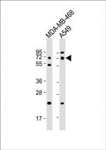 PRODH Antibody in Western Blot (WB)