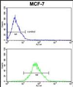 p41-ARCb Antibody in Flow Cytometry (Flow)