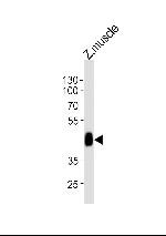 LDB1A Antibody in Western Blot (WB)