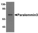 PALM3 Antibody in Western Blot (WB)