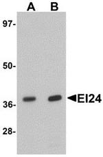 EI24 Antibody in Western Blot (WB)