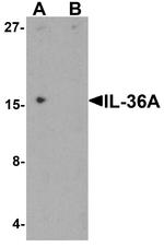 IL1F6 Antibody in Western Blot (WB)