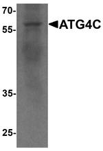 ATG4C Antibody in Western Blot (WB)