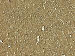 NAP1L5 Antibody in Immunohistochemistry (Paraffin) (IHC (P))