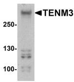 TENM3 Antibody in Western Blot (WB)