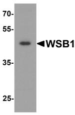 WSB1 Antibody in Western Blot (WB)