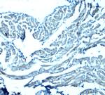 GAS6 Antibody in Immunohistochemistry (Paraffin) (IHC (P))