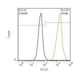 GLAST Antibody in Flow Cytometry (Flow)