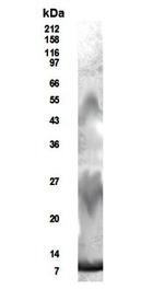 RELM beta Antibody in Western Blot (WB)