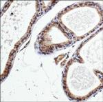 PDE9A Antibody in Immunohistochemistry (Paraffin) (IHC (P))