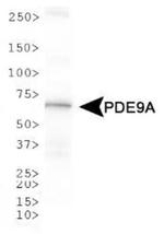 PDE9A Antibody in Western Blot (WB)