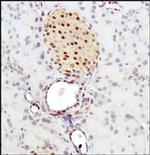 BHLHE41 Antibody in Immunohistochemistry (Paraffin) (IHC (P))