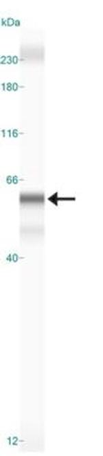 BHLHE41 Antibody in Western Blot (WB)
