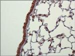 NLRC4 Antibody in Immunohistochemistry (Paraffin) (IHC (P))