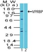 VPRBP Antibody in Western Blot (WB)